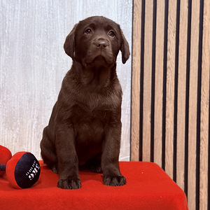 Labradori retriiver (3 foto / 10)