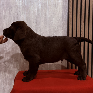 Labradori retriiver (6 foto / 10)