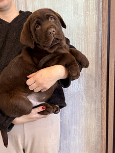 Labradori retriiver (9 foto / 10)