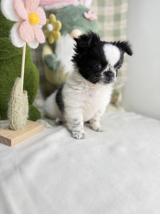 Chihuahua kutsikas (2 foto / 8)