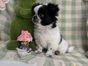 Chihuahua kutsikas (8 foto / 8)