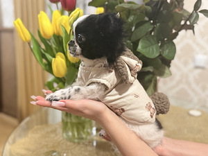 Chihuahua kutsikas (1 foto / 5)