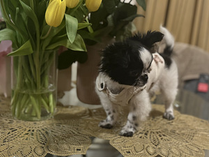 Chihuahua kutsikas (5 foto / 5)