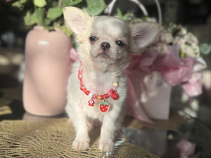 Chihuahua kutsikas, emane (2 foto / 6)