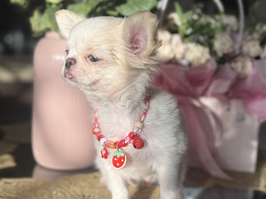 Chihuahua kutsikas, emane (3 foto / 6)