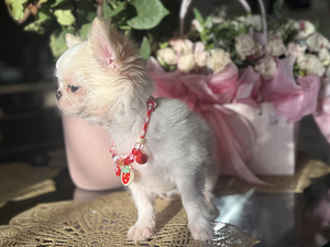 Chihuahua kutsikas, emane (4 foto / 6)