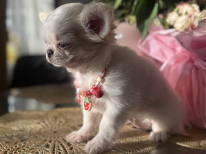 Chihuahua kutsikas, emane (6 foto / 6)