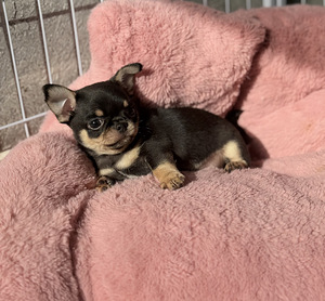 Chihuahua kutsikad, isased (5 foto / 10)
