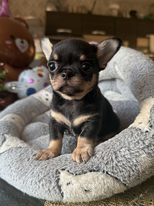 Chihuahua kutsikad, isased (8 foto / 10)
