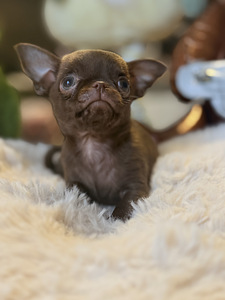 Chihuahua kutsikad (3 foto / 10)