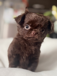 Chihuahua kutsikad (6 foto / 10)
