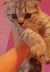 Scottish fold котята (3 фото из 3)