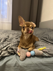 Chihuahua paaritumine (6 foto / 6)