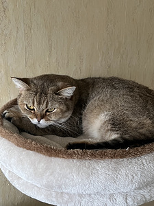 Ma kingin sulle šoti kassi (2 foto / 2)