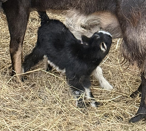 Kits ja kitsetall otsivad kodu! (1 foto / 2)