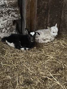 Kits ja kitsetall otsivad kodu! (2 foto / 2)