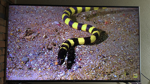 TCL 65” 4K UHD (2 фото из 7)