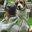 Beagle kutsikad, Läti (foto #3)