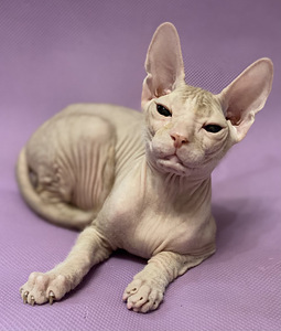 Don sfinksa (2 foto no 2)