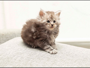 Maine coon kassipojad