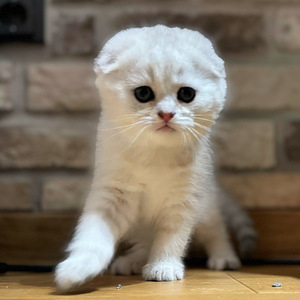 Скоттиш-фолд (3 фото из 5)