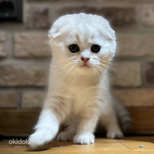 Scottish fold (valokuva #2)