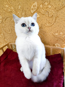 British shorthair (4 valokuva sivusta 4)