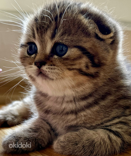 Scottish fold (valokuva #5)