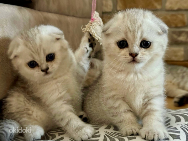 Scottish fold (valokuva #8)