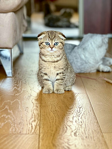 Scottish fold (3 valokuva sivusta 9)