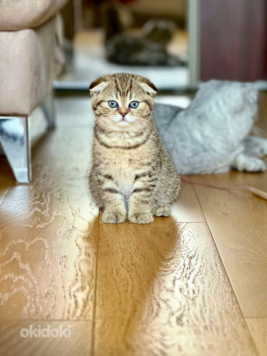 Scottish fold (valokuva #3)