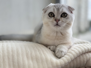 Müüa võluv hõbedane Scottish Fold kassipoeg (poiss)! (4 foto / 8)