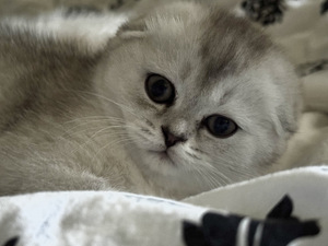 Scottish fold