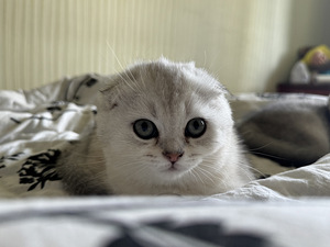 Adorable Scottish Fold Kittens Looking for Loving Homes (3 valokuva sivusta 7)