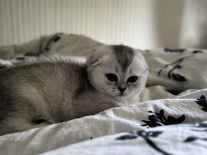 Adorable Scottish Fold Kittens Looking for Loving Homes (7 valokuva sivusta 7)