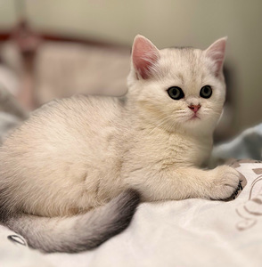 Scottish kittens (2 valokuva sivusta 10)
