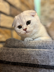 Scottish kittens (3 valokuva sivusta 9)