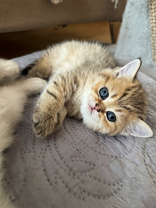 Scottish (2 valokuva sivusta 10)