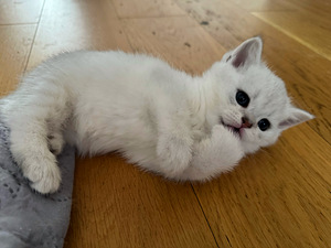 Scottish (3 valokuva sivusta 10)