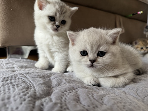 Scottish (5 valokuva sivusta 10)