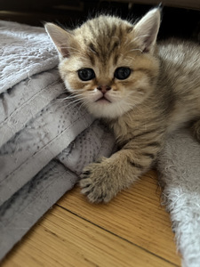 Scottish (10 valokuva sivusta 10)