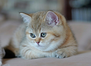 Scottish (4 valokuva sivusta 5)