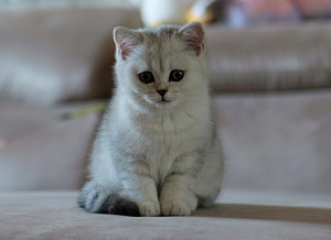 Scottish (5 valokuva sivusta 5)