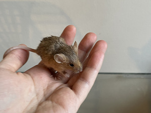 Hiirepojad koduloomaks. Hiir Mus Musculus (8 foto / 8)