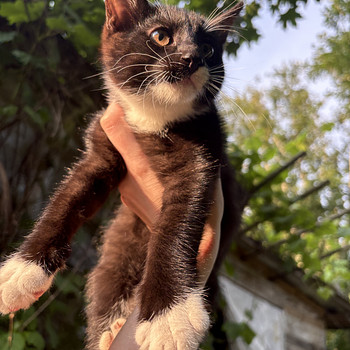 Котята