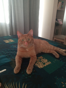 Noor kass otsib pruuti. (2 foto / 2)