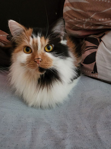 Kass otsib uut kodu (tasuta) (2 foto / 2)