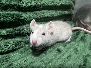 Rotipojad, emased (1 foto / 5)