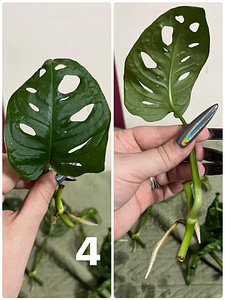Monstera adansonii (mini monstera) (3 foto / 6)