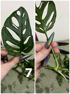 Monstera adansonii (mini monstera) (6 foto / 6)